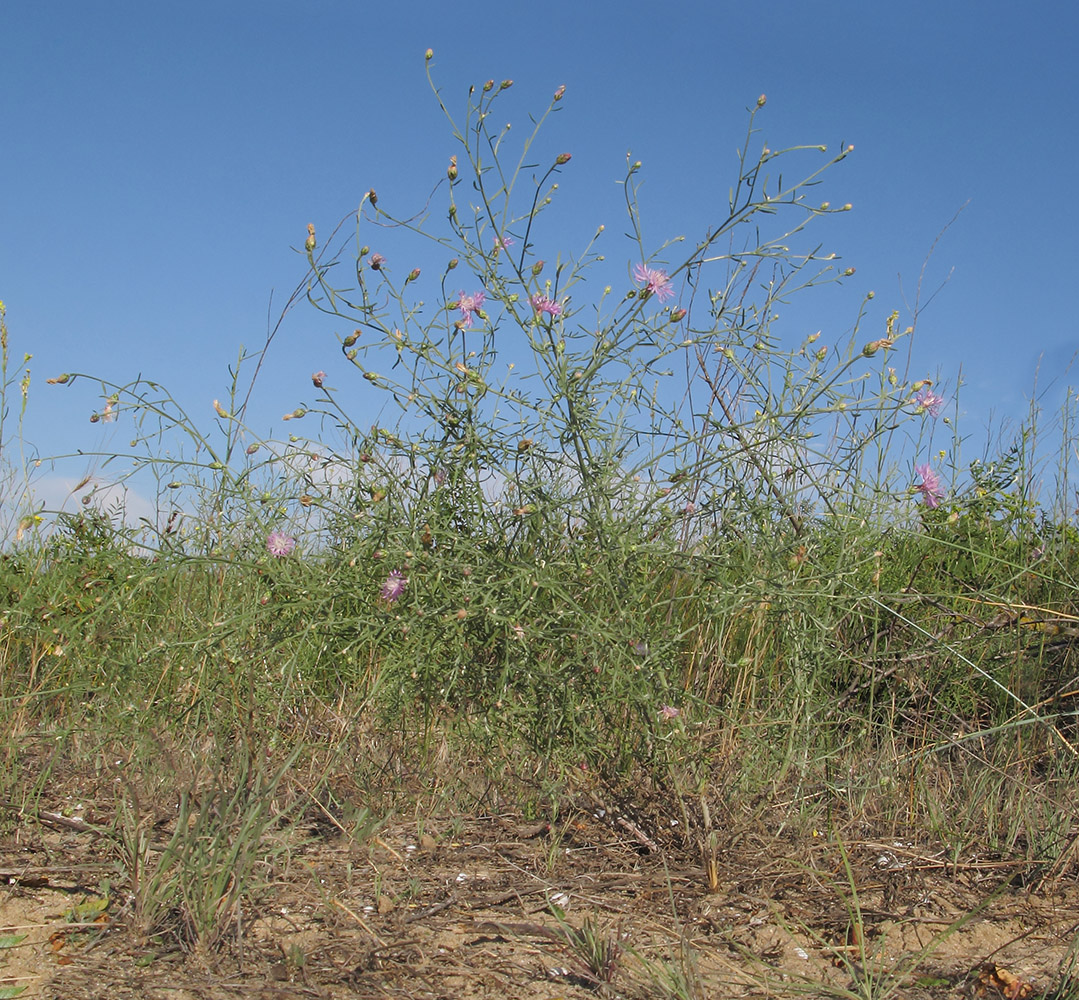 Image of Centaurea odessana specimen.