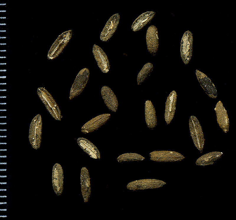 Image of Archangelica officinalis specimen.