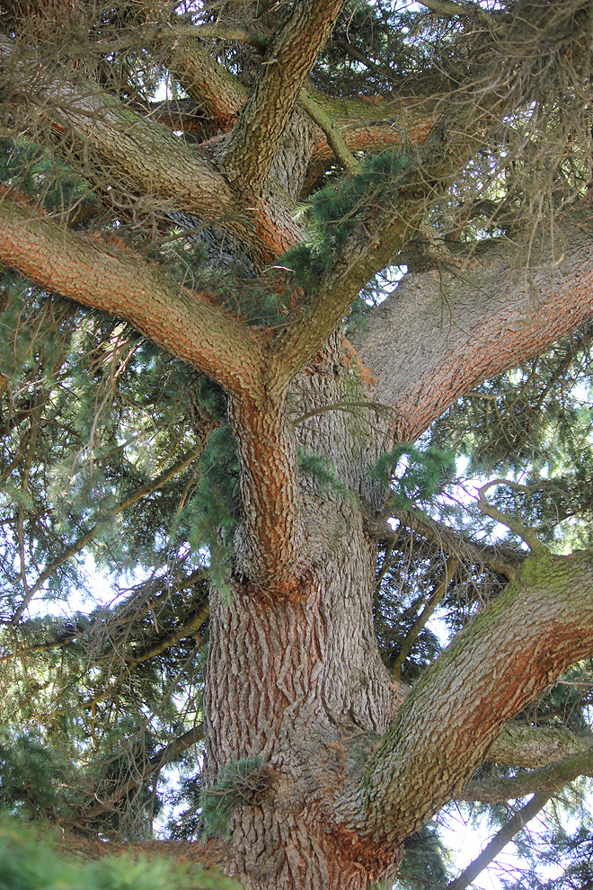 Image of Cedrus deodara specimen.