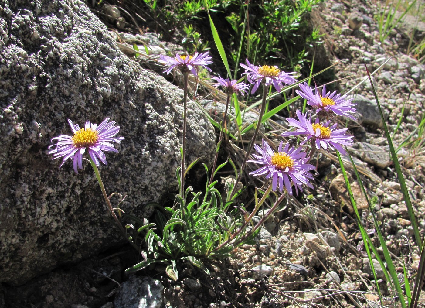 Image of Aster alpinus specimen.