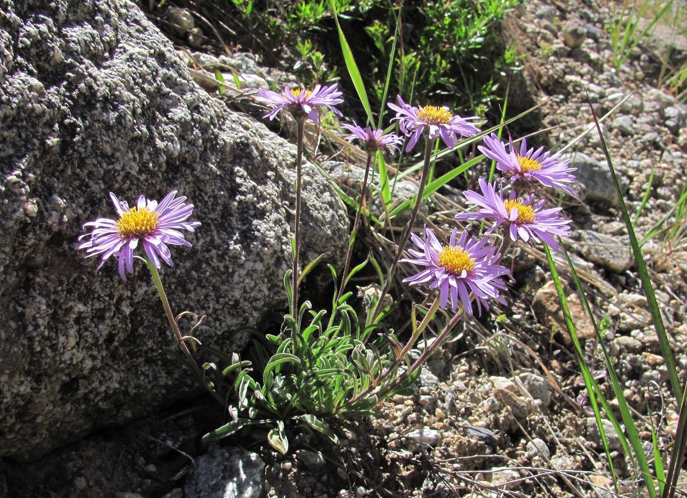 Изображение особи Aster alpinus.