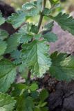 Teucrium chamaedrys