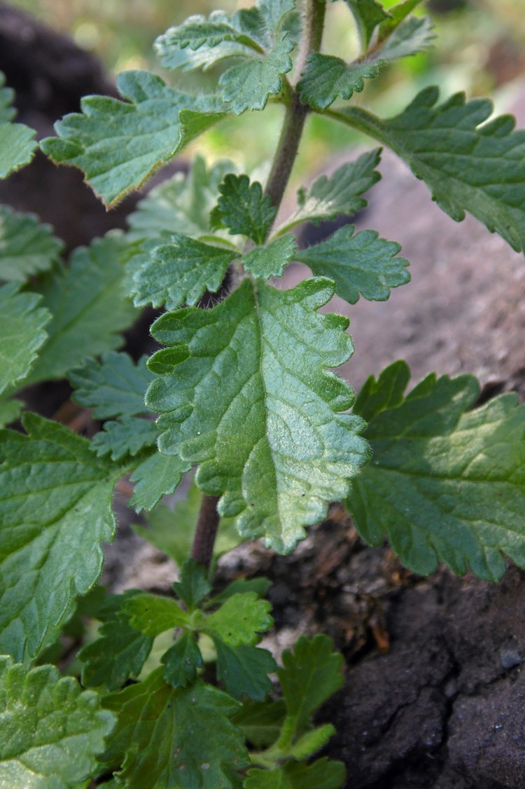 Изображение особи Teucrium chamaedrys.