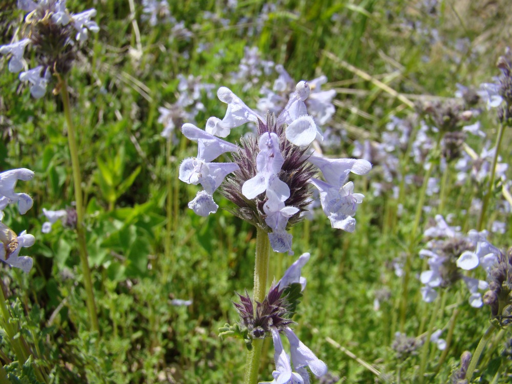 Изображение особи Nepeta narynensis.