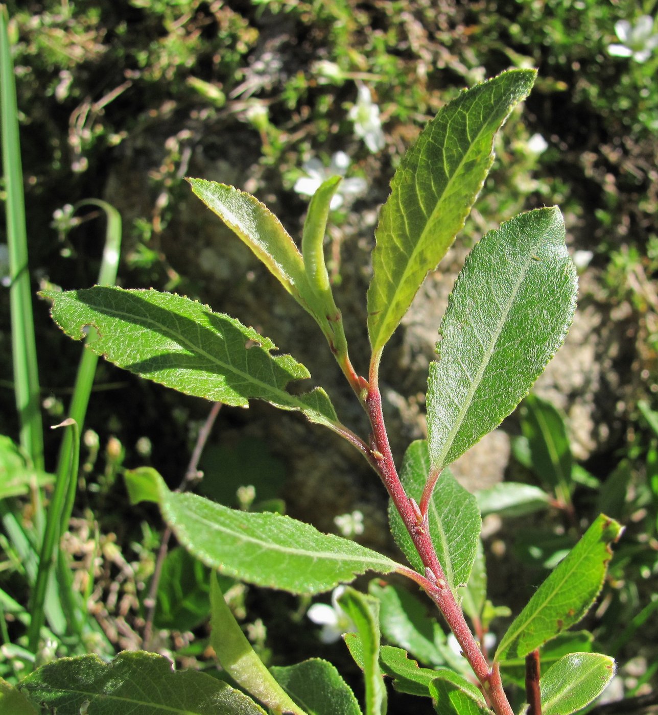 Изображение особи Salix kuznetzowii.