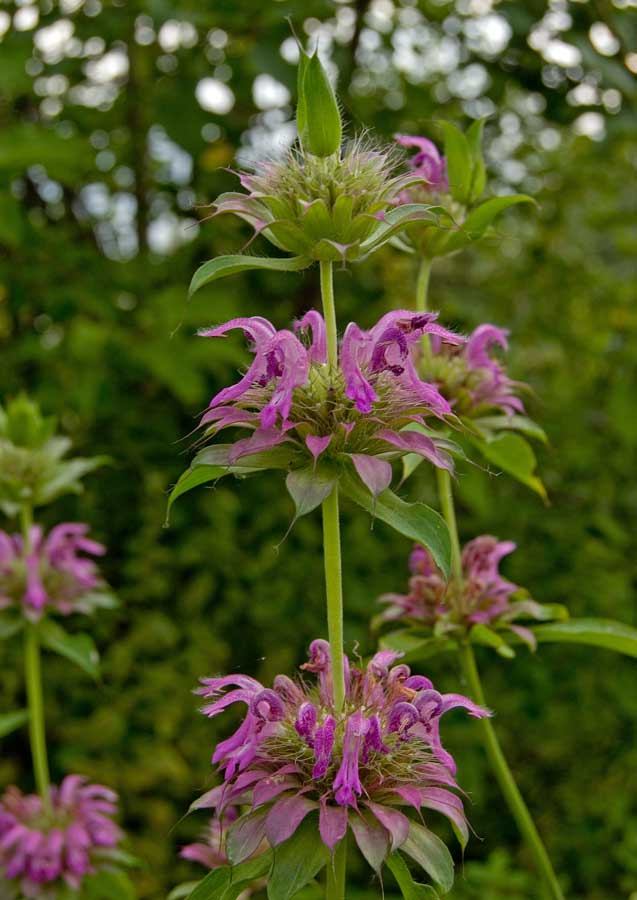 Image of Monarda citriodora specimen.