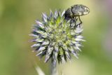 Echinops tataricus