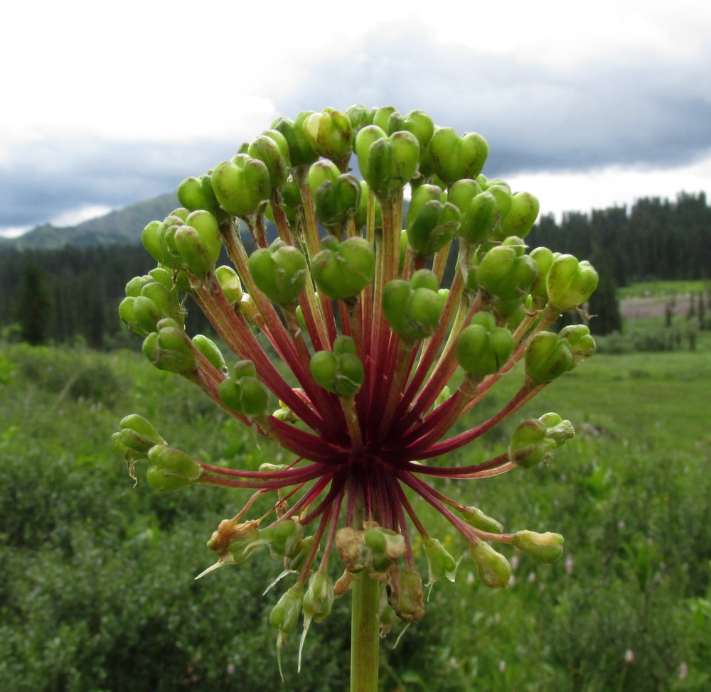 Image of Allium microdictyon specimen.