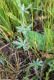 Potentilla argentea