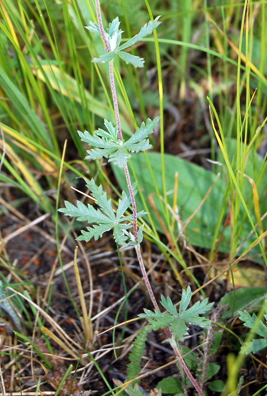 Изображение особи Potentilla argentea.