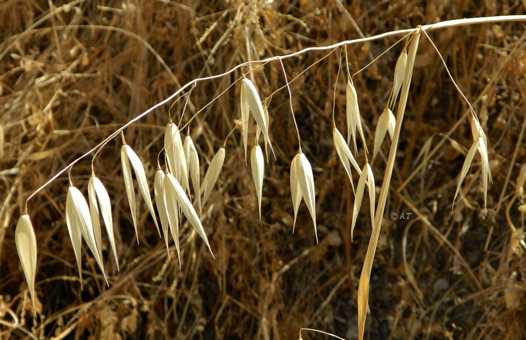 Image of genus Avena specimen.