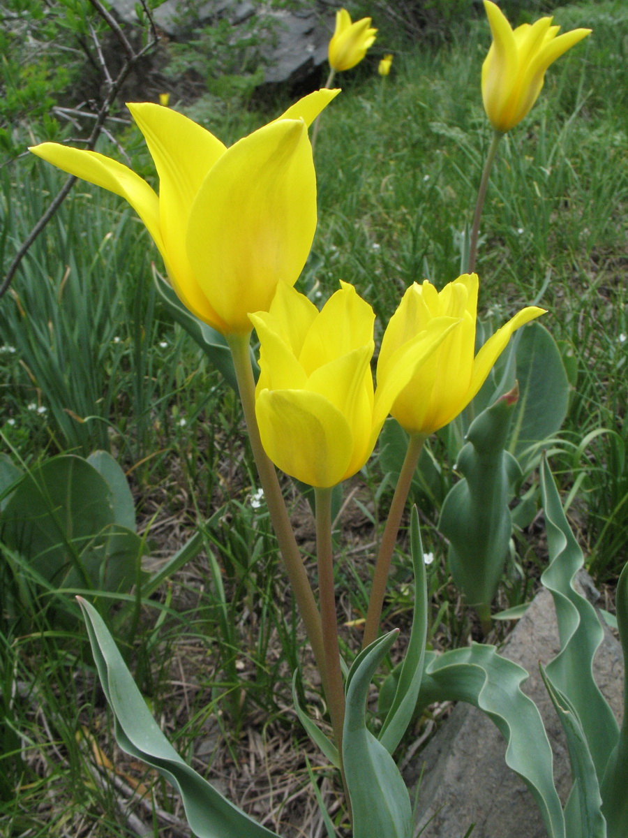 Изображение особи Tulipa brachystemon.