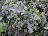 genus Cardamine
