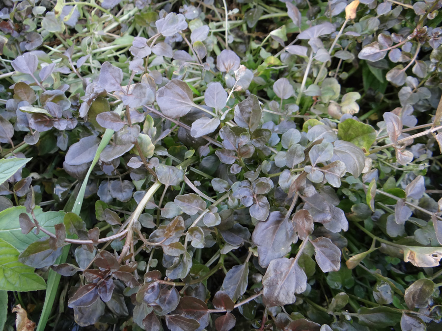 Image of genus Cardamine specimen.