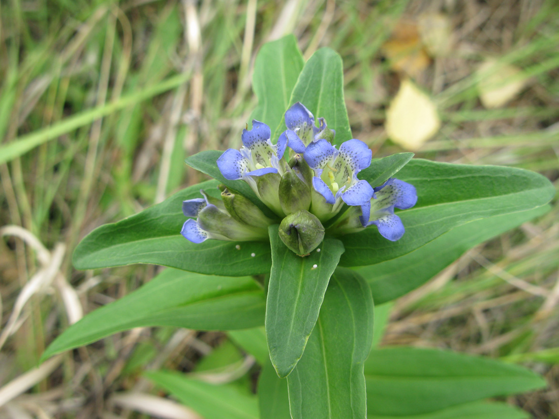 Image of Gentiana cruciata specimen.