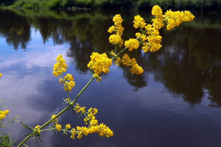 Изображение особи Galium verum.