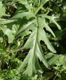 Crambe orientalis
