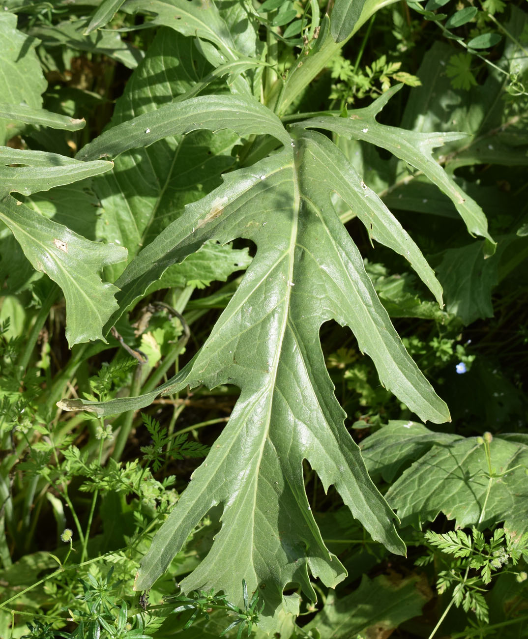 Изображение особи Crambe orientalis.