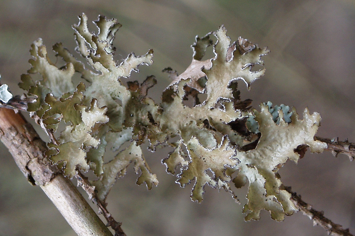 Image of Tuckermanopsis chlorophylla specimen.