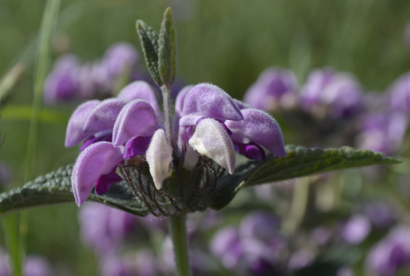 Image of Phlomis taurica specimen.