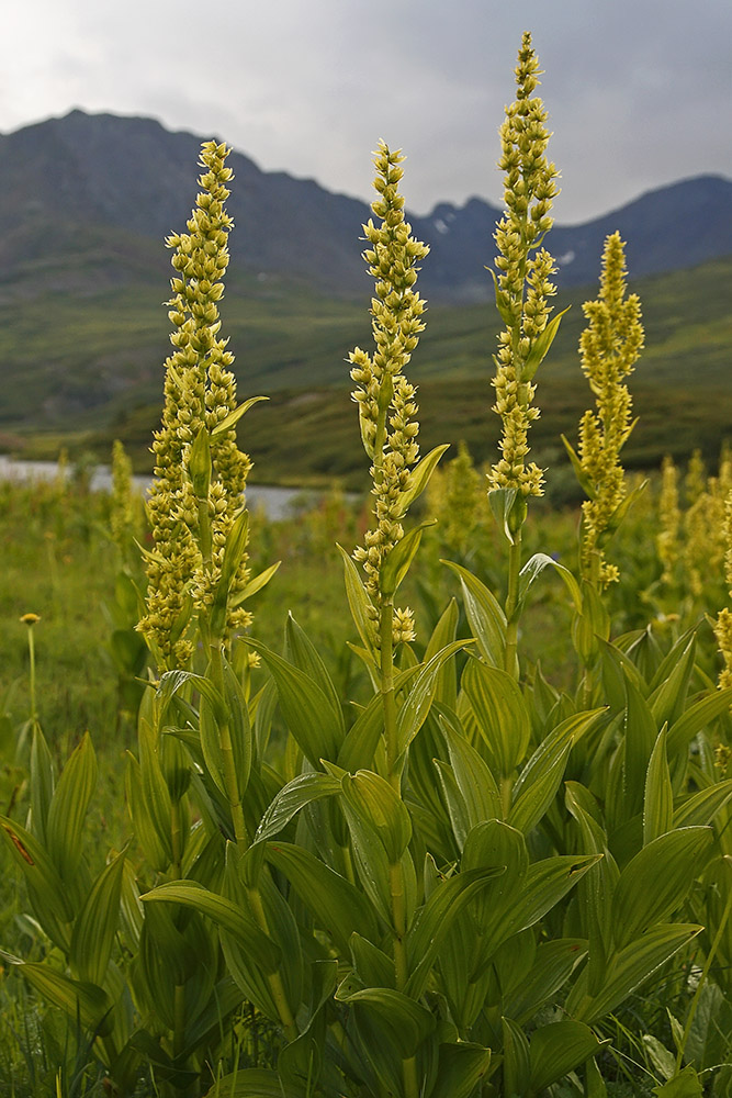 Изображение особи Veratrum lobelianum.