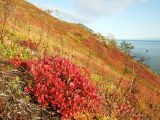 Rhododendron camtschaticum. Листья растения в осенней окраске. Магаданская обл., Ольский р-н, Ольское побережье, приморский склон в окр. мыса Нюкля. 17.09.2015.