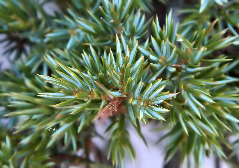 Изображение особи Juniperus sibirica.