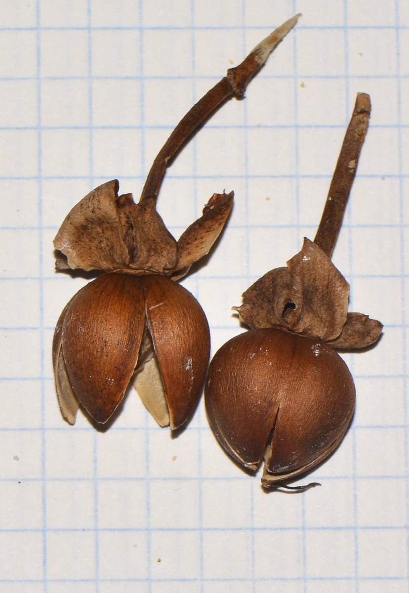 Image of Ipomoea pes-caprae specimen.