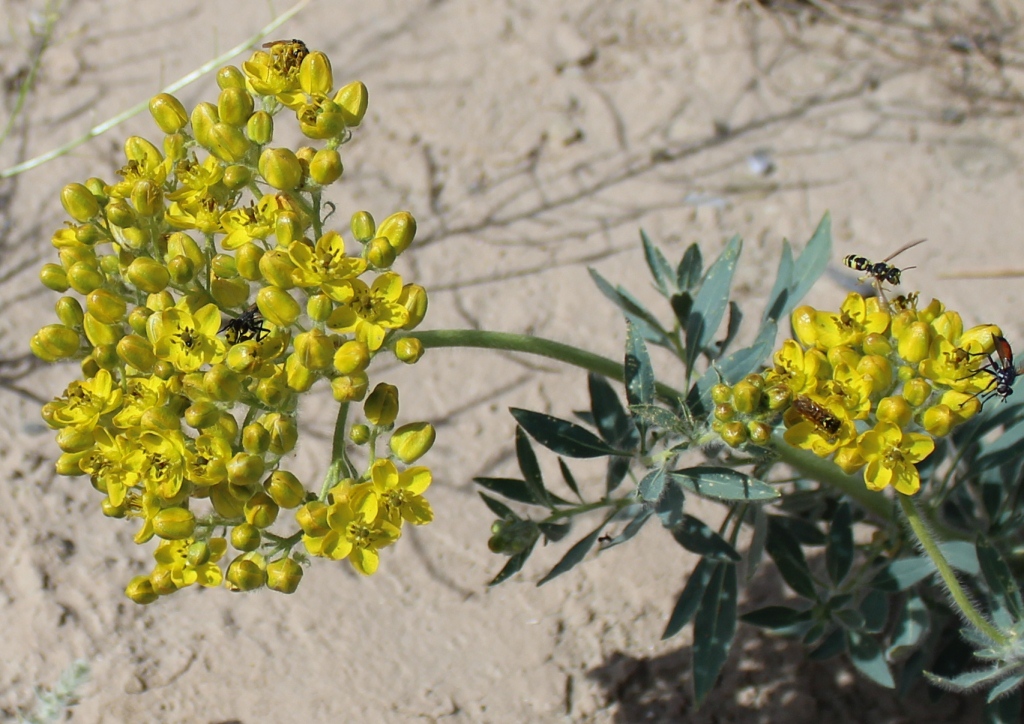 Image of Haplophyllum pedicellatum specimen.