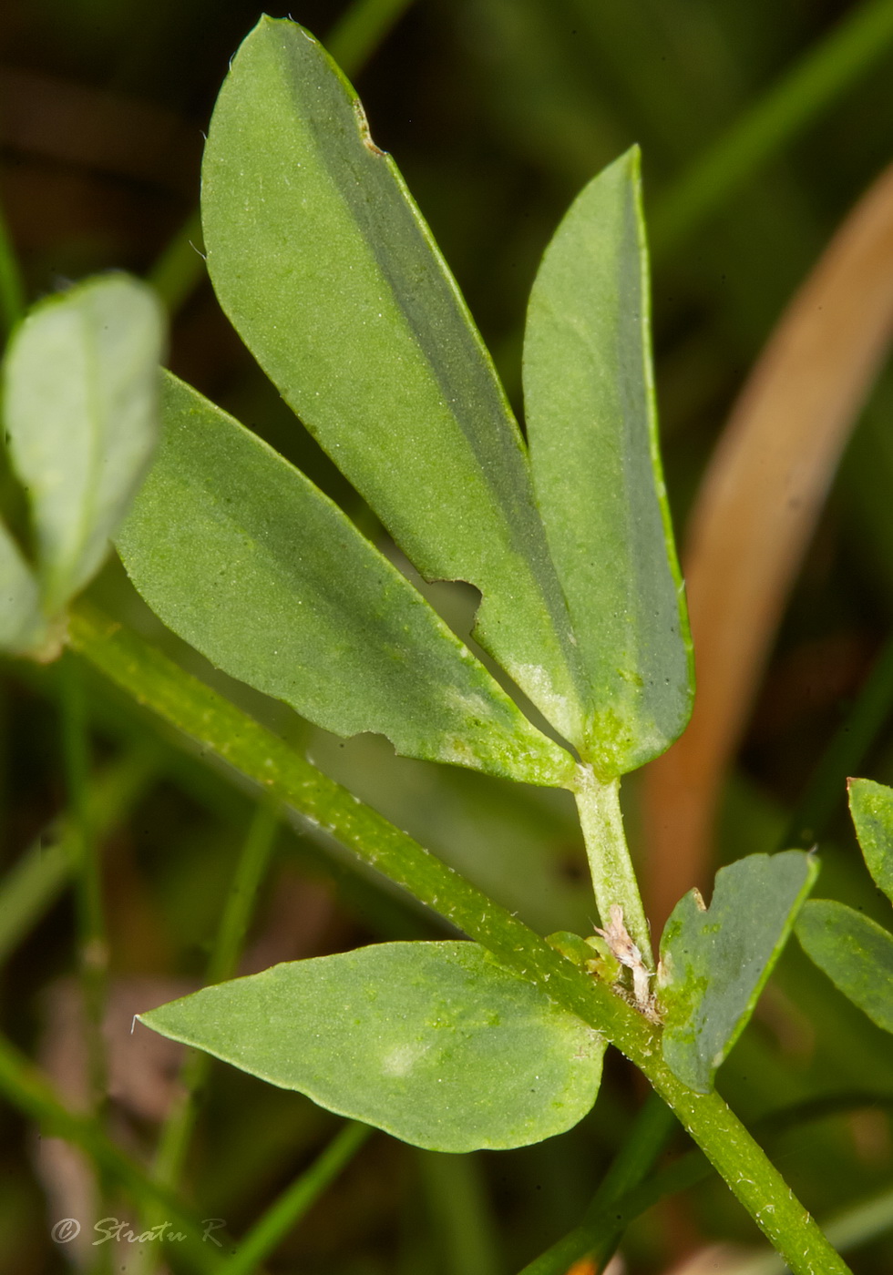 Image of Lotus corniculatus specimen.