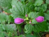 Lamium maculatum