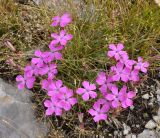 Dianthus haematocalyx