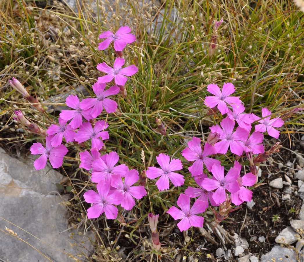 Изображение особи Dianthus haematocalyx.