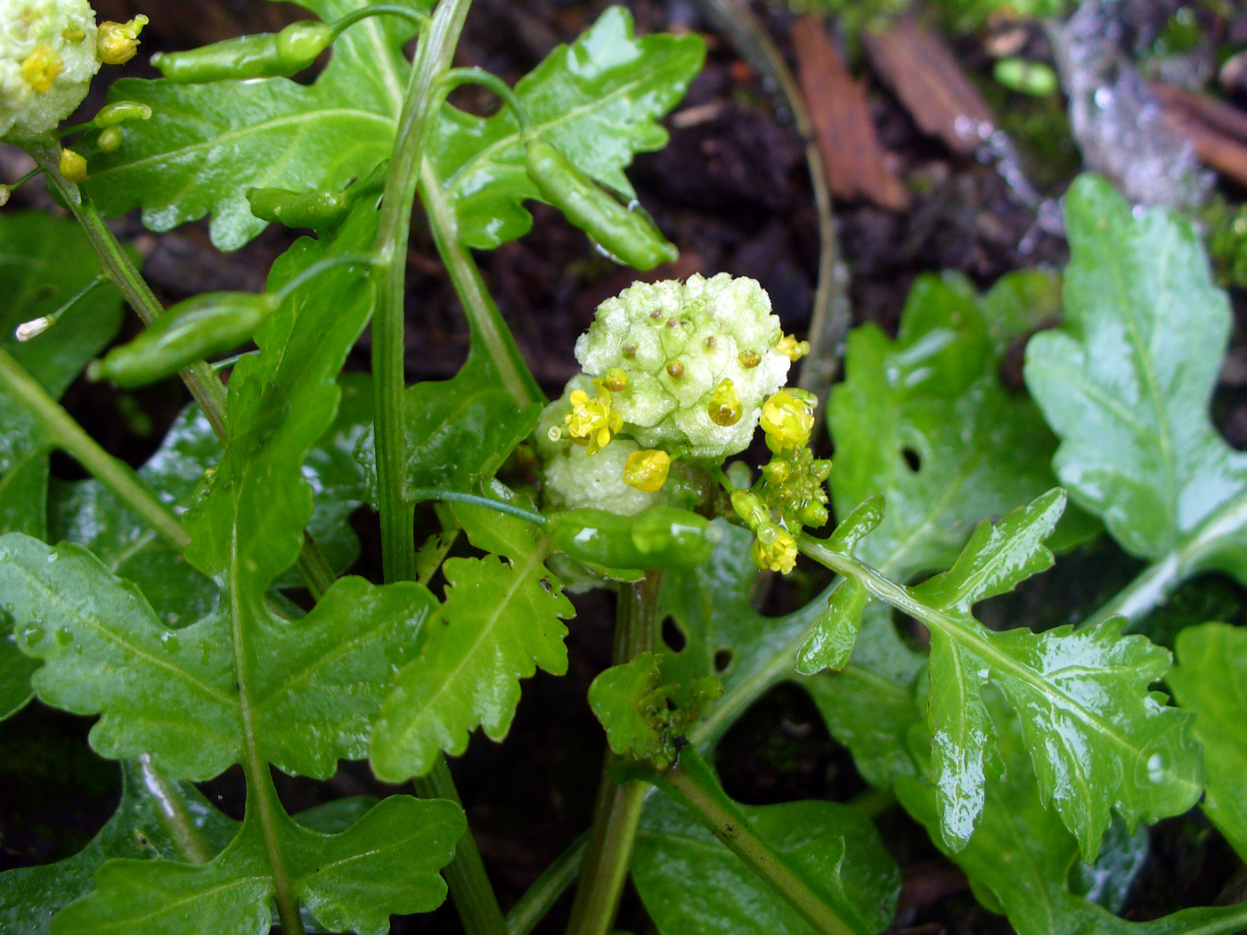 Изображение особи Rorippa palustris.