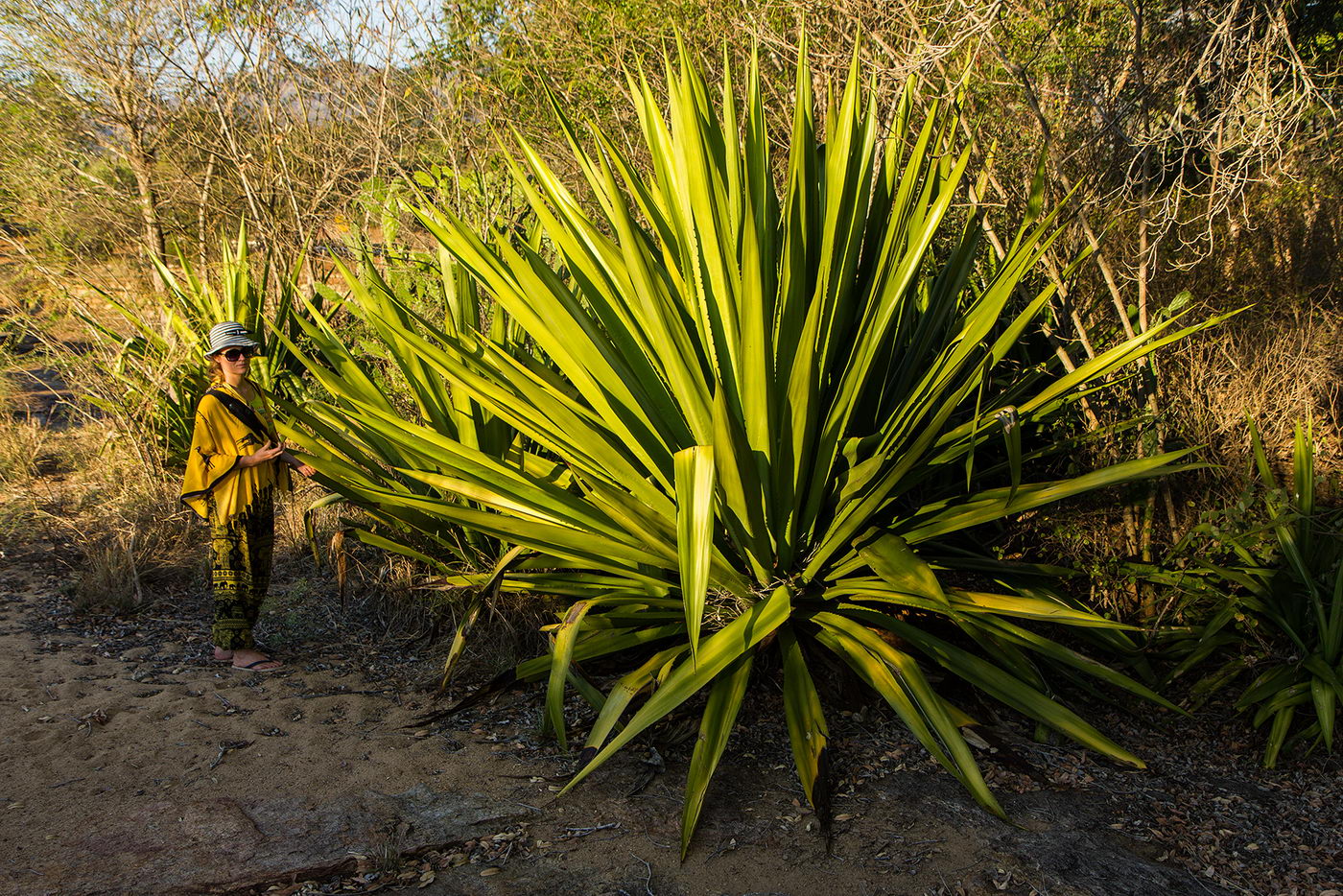 Image of class Liliopsida specimen.