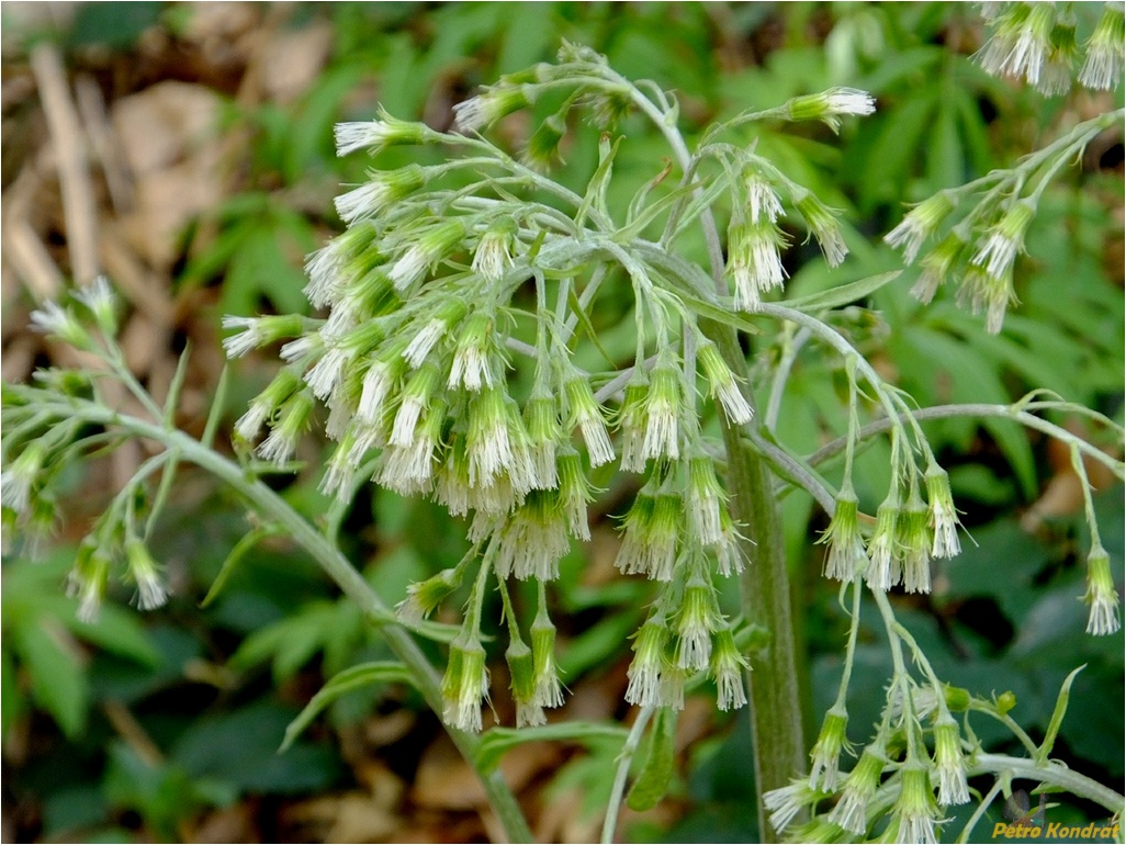 Image of Petasites albus specimen.