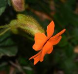 Thunbergia gregorii