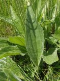 Plantago urvillei