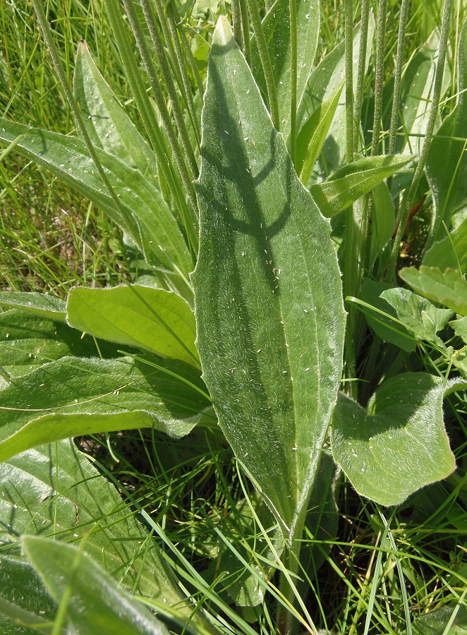 Изображение особи Plantago urvillei.