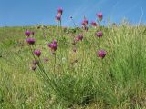 Astragalus stenanthus