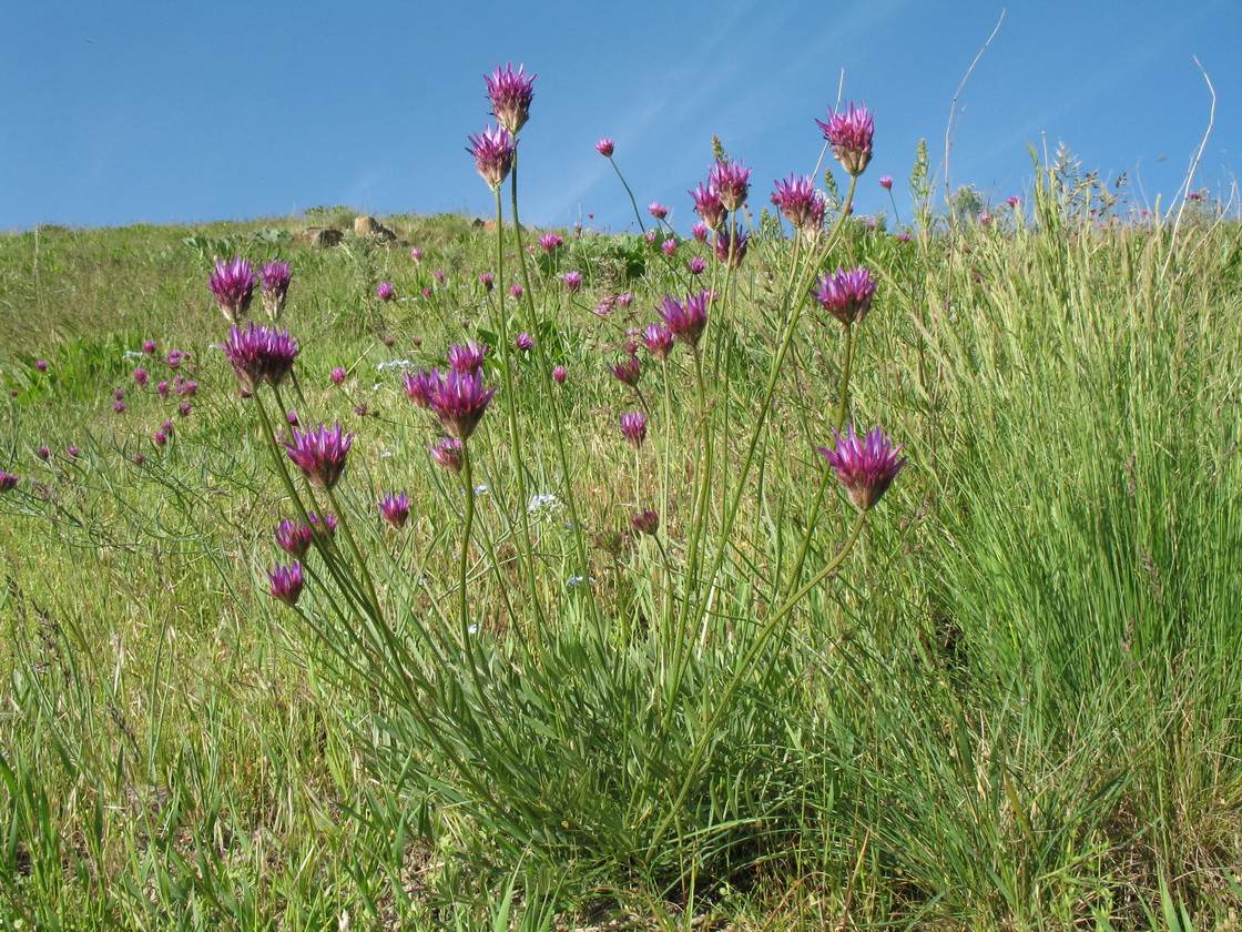 Image of Astragalus stenanthus specimen.