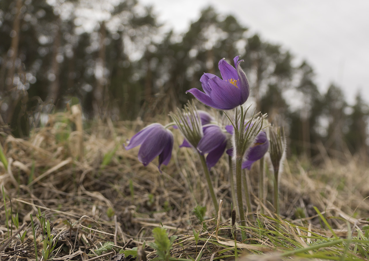 Изображение особи Pulsatilla patens.