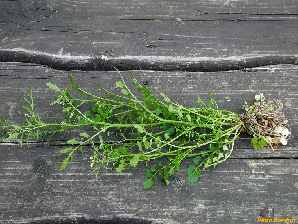 Image of Cardamine impatiens specimen.