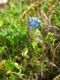 Gentiana glauca. Цветущее растение. Магаданская обл., окр. г. Магадан, п-ов Старицкого, сопка Марчеканка, разреженный кедровостланиковый склон. 26.06.2016.