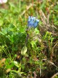 Gentiana glauca. Цветущее растение. Магаданская обл., окр. г. Магадан, п-ов Старицкого, сопка Марчеканка, разреженный кедровостланиковый склон. 26.06.2016.