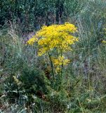 Ferulago galbanifera. Цветущее растение. Украина, Луганская обл., Свердловский р-н, заповедник \"Провальская степь\", Грушевский участок. Начало июля 2005 г.