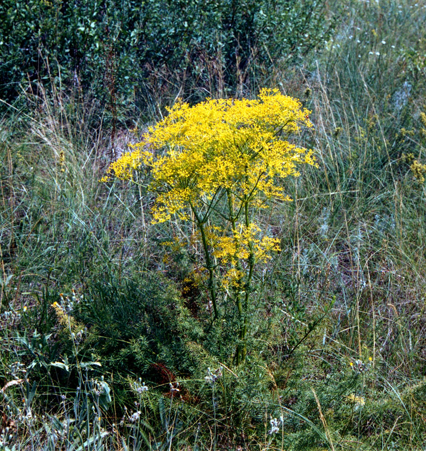 Image of Ferulago galbanifera specimen.
