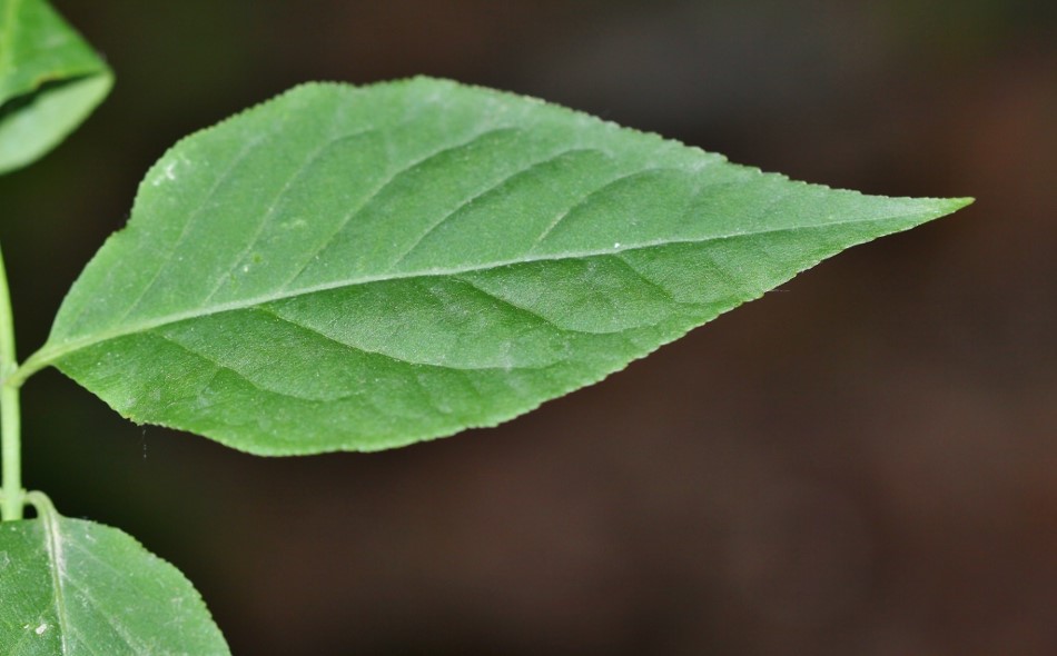 Image of Euonymus maximowiczianus specimen.