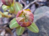 Euphorbia komaroviana