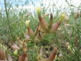 Astragalus krauseanus